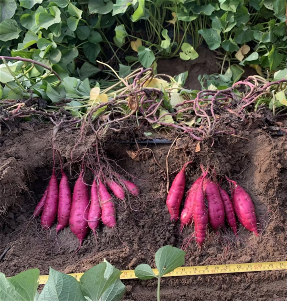 ��ҳ| ����ᡤjnh�й��ٷ���վ