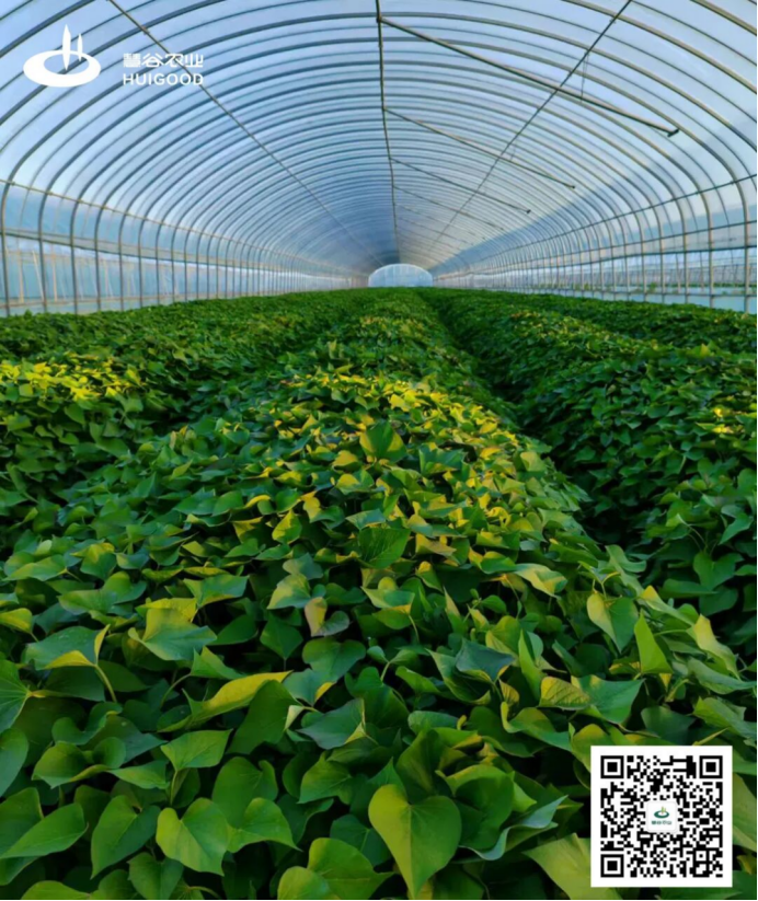 ��ҳ| ����ᡤjnh�й��ٷ���վ